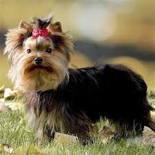 The happy pouch der name des yorkshire terriers stammt aus der gleichnamigen region yorkshire in england. Yorkshire Terrier Zum Kleinen Bacherl I Welpen Vom Zuchter