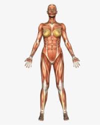 Arm muscle names muscle names:biceps. Muscle Anatomy Png Muscular System Png Free Transparent Clipart Clipartkey