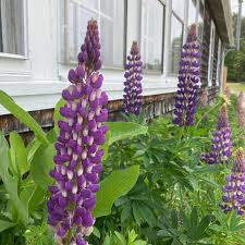 میهن بلاگ، ابزار ساده و قدرتمند ساخت و مدیریت وبلاگ. The Barn On Bensons Pond May Showers Bring June Flowers These Seasonal Blooms Are Putting Ok A Show At The Barn Excited To See What Other Wild Flowers And Gorgeous Blooms