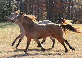 Wild Horse Over Population Is Causing Environmental Damage Green Blog Anr Blogs