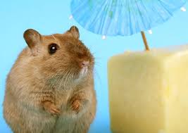 Do Hamsters Eat Meat Hamster Hamster Eating Hamster Pics