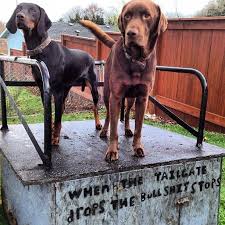 Black And Tan Coonhound Vs Bloodhound Pin On That Darn Coon Dog