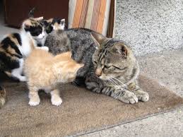 Due to the popularity of my kittens someone is is using my previous namebrand oxsana siberians. Do Male Cats Raise Kittens Cat Beep