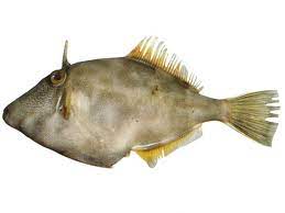Leatherjacket Fish Tbesfood Frozen Seafood Supplier From Vietnam