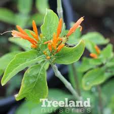 Image result for Justicia spicigera