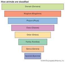 Taxonomy Ranks Britannica