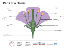 Two patterns of fsb reduction exist in basal monocots: Monocot Vs Dicot Flower Definition Structure 6 Differences Examples