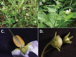 Image result for Solanum grossidentatum