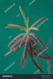 Image result for Bryophyllum tubiflorum