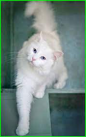 Kucing angora merupakan kucing yang begitu populer karena rasnya alami alias bukan hasil kawin silang yang disengaja. Gambar Kucing Lucu Imut Dan Paling Menggemaskan Sedunia Gambar Kucing Lucu Kucing Lucu Kucing