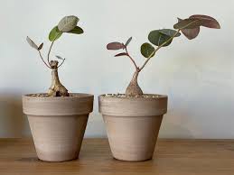 Image result for Phyllanthus mendesii