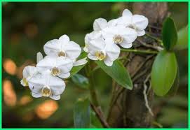 00 upvotes, mark this document as useful. 20 Flora Dan Fauna Langka Asli Indonesia Beserta Penjelasannya Dunia Fauna Hewan Binatang Tumbuhan Flora Bunga Anggrek