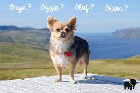 Les noms commençant par un s nécessiteront, pour être « percutants » et discernables par le chien, une voyelle « claquante » qu'il perçoit bien, tels un a, un o, un i, et non des sons tels que. Nom De Chien Prenom Chien Male Prenom Chien Femelle Auberdog