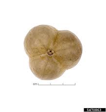 Image result for Excoecaria bussei