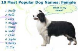 Most Popular Dog Names With Meaning Male Female Dog Names Popular Dog Names Most Popular Dog Names Dog Names