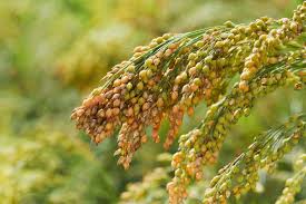 Image result for Panicum miliaceum
