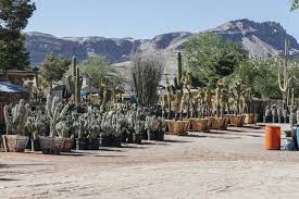 I wanted all of their plants. Cactus Joe S Blue Diamond Nursery Las Vegas Weekly