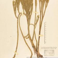 Image result for Lycopodiella sarcocaulon