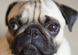 If you are diagnosed with pancreatic cancer, you have regular blood tests liver function tests (lfts) check how well your liver is working. How Canine Pancreatitis Affects Dogs Health Texvetpets