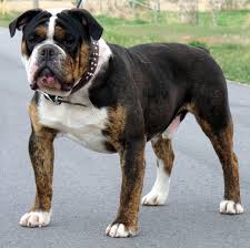 This designer breed can also be registered through idcr (international if you're considering adopting an olde english bulldogge puppy, make sure you understand this breed's special health considerations. 7 Acre Kennels Olde English Bulldogges And Shorty Bulls