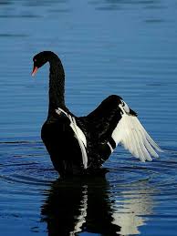 Black And White Swan Pin By Mona Moni On Cigni With Images Black Swan Bird Swan Animal Black Swan Animal