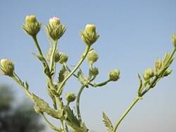 Image result for Pseudoconyza viscosa