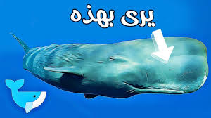 كيف يرى حوت العنبر فرائسه في المحيط Youtube