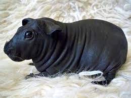 A few drops added into the heterozygous guinea pig can produce four types: Pin On Guinea Pigs
