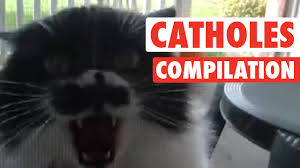 Top 50 funny cat videos | afv funniest videos 2018. Angry Cat Holes Super Pissed Off Cats Compilation Youtube