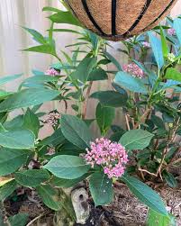 Image result for Hyparrhenia dichroa