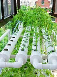 Egrow Egrow 50 Pcs Pack Daylily Seeds Daylily Flowers Hemerocallis Lily Indoor Bonsai Flower Perennial Newchic Mobile In 2021 Hydroponics Grow Kit Plants