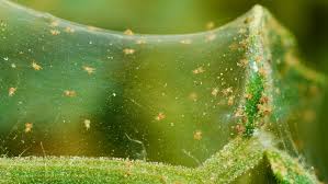 Image result for spider mites on cucumbers