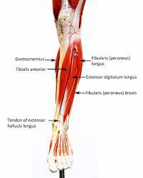 Sartorius (tailors muscle) gluteus medius. Lower Extremity Labeled Human Anatomy Web Site Lower Extremity Human Anatomy Lower