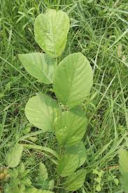 Image result for Pleurolobus