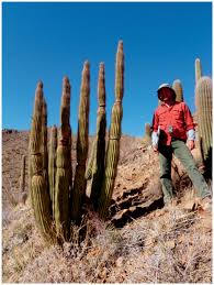 This columnar cactus is the second largest in the u.s. Arizona S Wayward Organ Pipes
