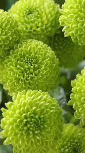 Bloom Chrysanthemum Green Flowers 720x1280 Wallpaper Green Flowers Mint Green Flowers Green Aesthetic