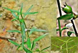 Image result for Oldenlandia