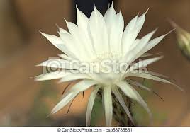 It bloomed one flower in late august. Night Blooming Cactus Greenhouse Grown Night Blooming Cereus Canstock