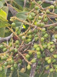 Image result for Allophylus abyssinicus