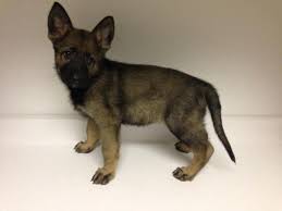We strongly believe all puppies deserve a happy, healthy life from birth and we have zero tolerance for puppy mills. German Shepherd Puppies For Sale In Ohio In Girard Ohio Puppies For Sale Near Me
