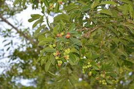 Image result for Sapium