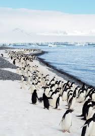Day 6 In Antarctica And The March Of The Adelies Antarctica Travel Travel Photos Antarctica
