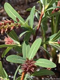 Image result for Balanites pedicellaris