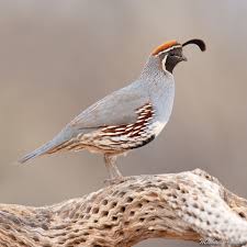 Birds Of Arizona Desert A Male Gambel S Quail Perched Up On The Skeleton Of A Cholla Cactus In The Arizona Desert Arizonabirds Quail Pet Birds Pretty Birds