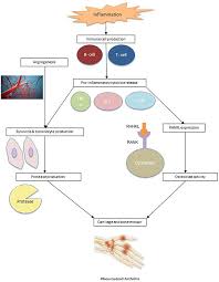 Frontiers Nutrition Interventions In Rheumatoid Arthritis