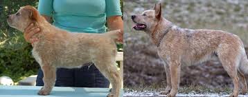 Wenn sie einen welpen länger laufen lassen, als er bereit ist, kann dies schnell zu einem negativen die wachstumsplatten in den langen knochen eines heranreifenden welpen schließen sich nicht vollständig, bis ein hund etwa ein jahr alt ist. Analyse Des Korperbaus An Welpen Und Erwachsenen Hunden Schweizer Hunde Magazin