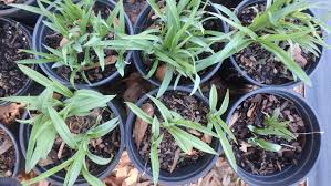Maybe you would like to learn more about one of these? Spring Plant Sale Greenville Com