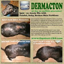 Ipsie An Aussie Mix Gets Immediate Relief From Rubbing Her Itchy Back Raw To Scabs With Petnat Dermacton Cream Dogs Dog Skin Care Dog Skin Allergies Dog Skin