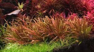 Image result for Blyxa aubertii