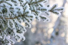 фотографии снега и льда в природе на улицах города Elovaya Vetka V Snegu Sneg Fotografii Cvety